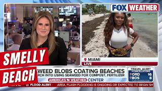 Florida Sargassum Leaving A Smelly Odor At Miami Beach
