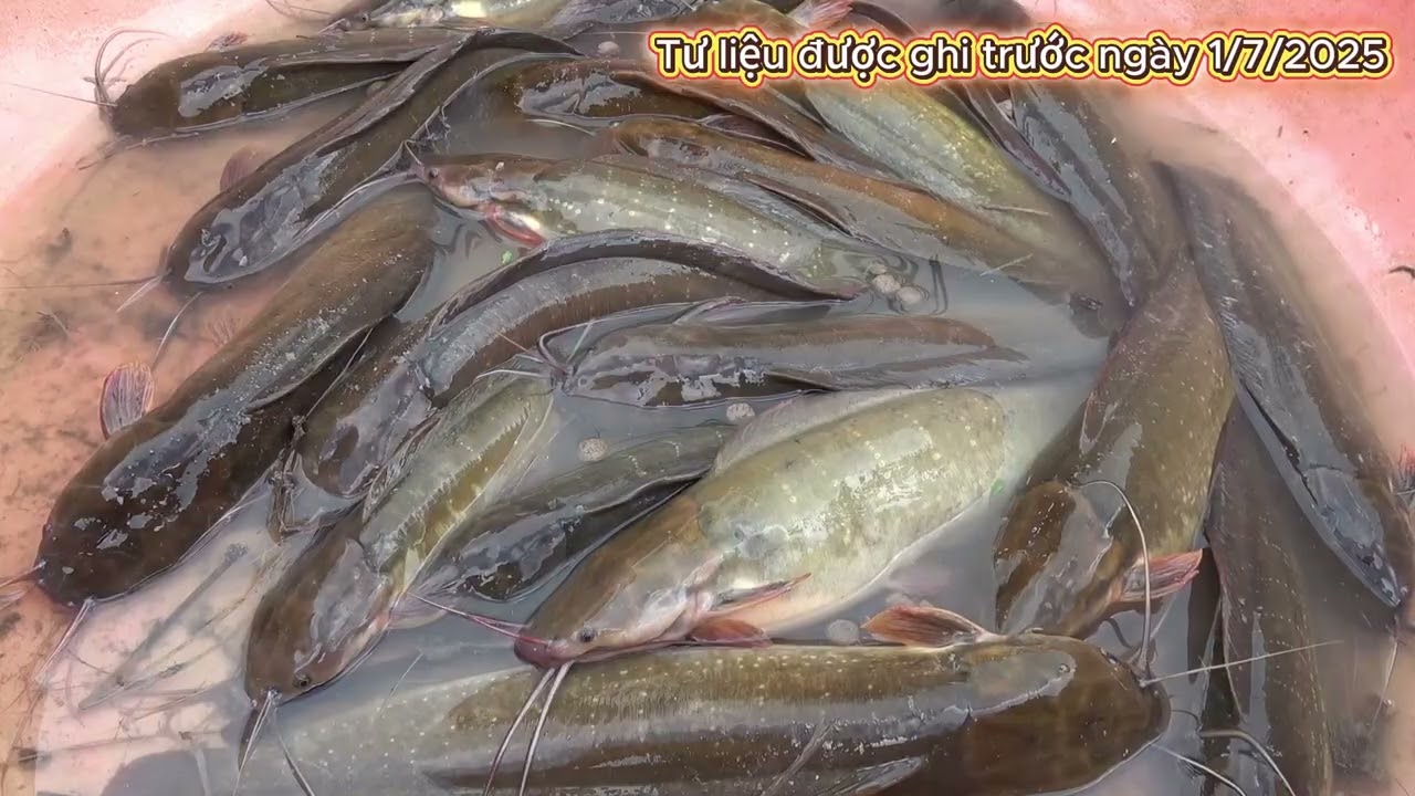 Hiệu quả kinh tế từ mô hình nuôi cá trê vàng trong ao, mương vườn