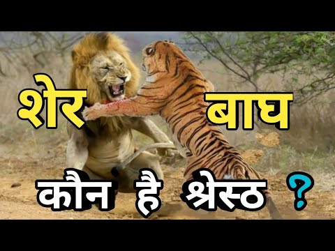 Sher or bagh me kon he takatvar /lion and tiger /बाघ और शेर में श्रेस्ट कौन है lion and tiger
