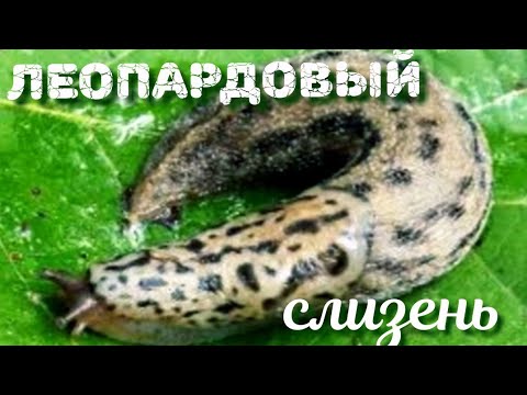 БОЛЬШОЙ ЛЕОПАРДОВЫЙ СЛИЗЕНЬ.