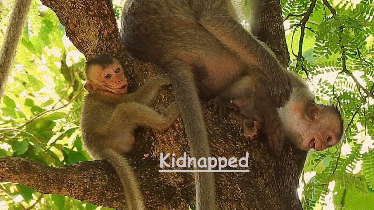 Review of the sweetest baby Emily kidnapped by her older friend Malika -Malika likes Emily