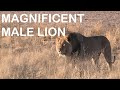 MAGNIFICENT KGALAGADI  MALE LION walks through camp while marking his territory! Must Watch!