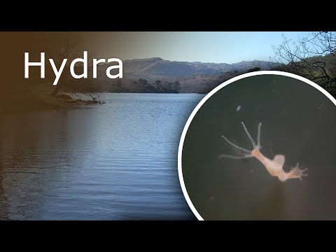 All About Hydra: Description, Anatomy and Feeding