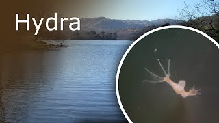 All About Hydra: Description, Anatomy and Feeding