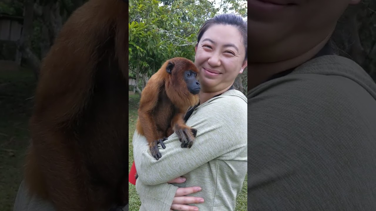 Felilina captured our hearts 💖 She is a rescue red howler monkey