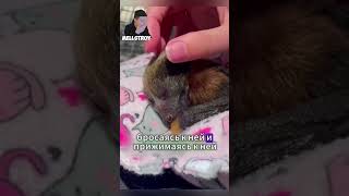 Мужчина спас сбитых на путях котят #животные #shorts #факты