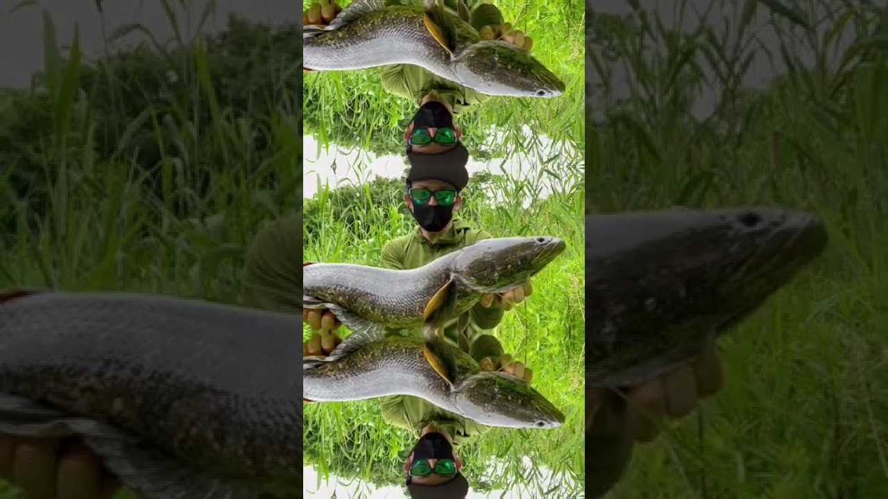 次回琵琶湖雷魚 Sashimi 蛍 Snakehead 刺身 Japan Biwako 川遊び 釣り 琵琶湖 Fishing Snakehead 鳢鱼 黑鱼 雷魚 Youtube