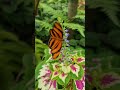Amazing butterfly in Botanical garden! #bandedorange #butterfly  #dancing #action #Botanicalgarden