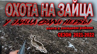 Охота на зайца! Сезон 2021-2022. Зайца добыл, но... В гостях в соседнем районе...