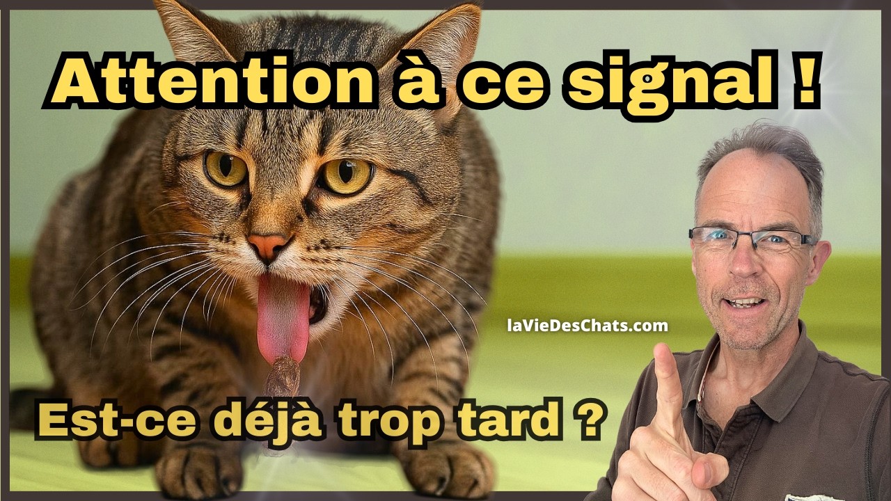 VOTRE CHAT PERD SES POILS ET VOMIT. L'URGENCE À CONNAÎTRE AVANT LE VÉTO