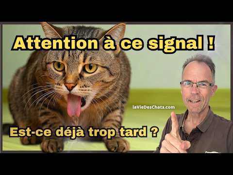 VOTRE CHAT PERD SES POILS ET VOMIT. L'URGENCE Ă CONNAĂTRE AVANT LE VĂTO
