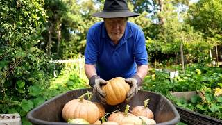 SUPER FUN CALABASH HARVEST