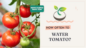 🍅🍀 How Often to Water Tomatoes?