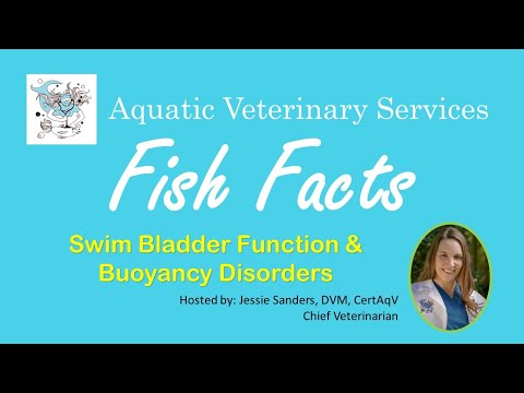 वीडियो: मछली वायु मूत्राशय विकार, रोग, और उपचार - पालतू मछली में तैरना मूत्राशय