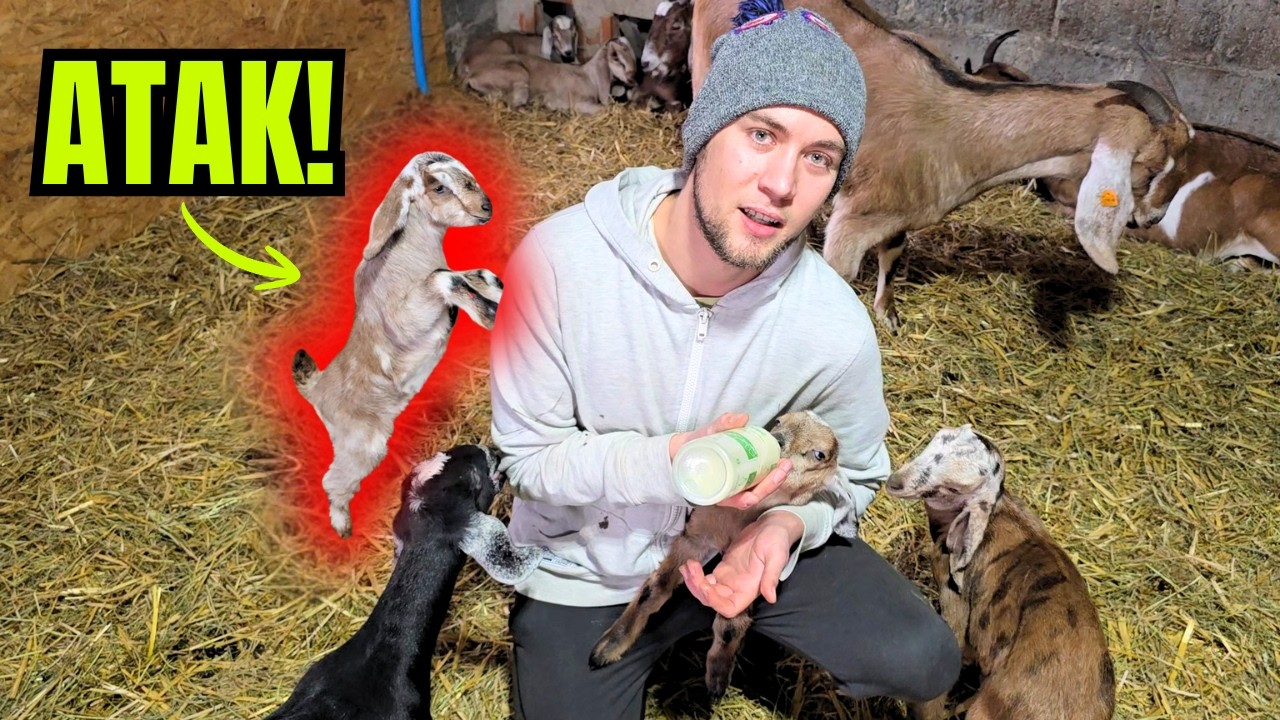 Przeżyliśmy ATAK w koziarni...Co tu się dzieje!? Hodowla kóz