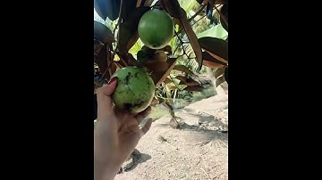 Vú sữa miền tây