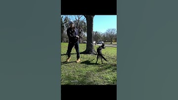 Reactivity is definitely one of the more challenging things to deal with in dog training.. #dogs