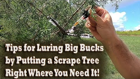 How To Tip Creating a Mock Scrape Tree & Licking Branch to Attract Big Bucks! Whitetail Deer Hunting