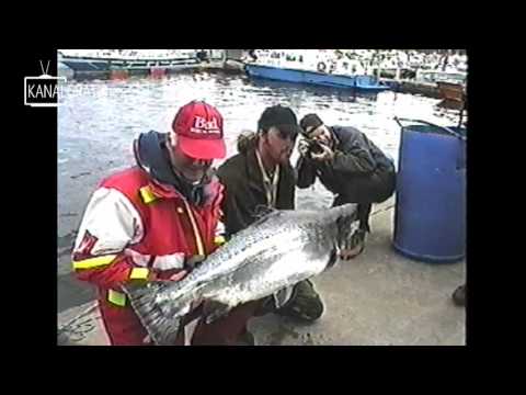 Salmon 50 Pound Fighting Hard Lax 24 25 Kg Drill You Salmon 50 Pound Fighting Hard Lax 24