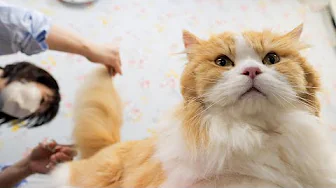 The Artful Cat Grooming Process by a Pro