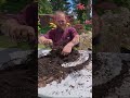 People Think This Kills Japanese Maples