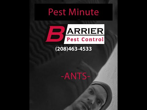 Pest Minute - ANTS - BARRIER PEST CONTROL