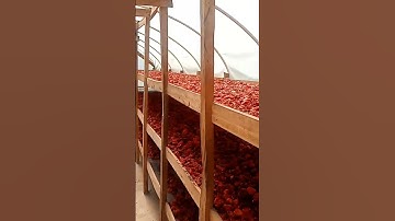 Drying of 2000Kg of fresh habanero pepper in OGV solar dome dryers #foodpreservation