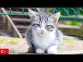 ふわふわ子猫がちょっと不機嫌。イスタンブール猫動画【4K】