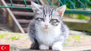 ふわふわ子猫がちょっと不機嫌。イスタンブール猫動画【4K】