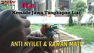 Agar Kemade Tangkapan Liar Mau Makan Pisang Dan Badan nya Tidak Nyilet / Kurus