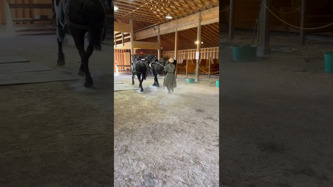 Horses being lead back to stalls