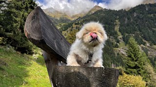 Швейцария😍 обычные выходные дальнобойщика Валеры🦮 или собачья будка с потрясающим видом из логова!