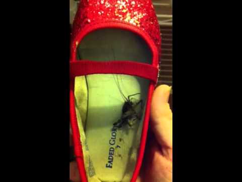 Inshoe Bug Crush