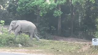 ช้างป่าที่อุทยานแห่งชาติเขาใหญ่ #ช้าง #ช้างป่าเขาใหญ่ #เขาใหญ่
