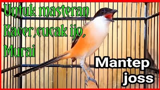 Cendet Gacor Untuk Masteran Muraikacercucak Ijodll