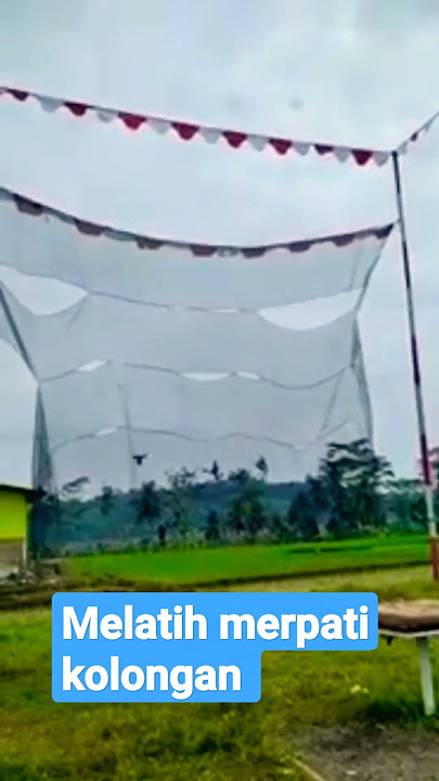 Melatih merpati kolongan #short