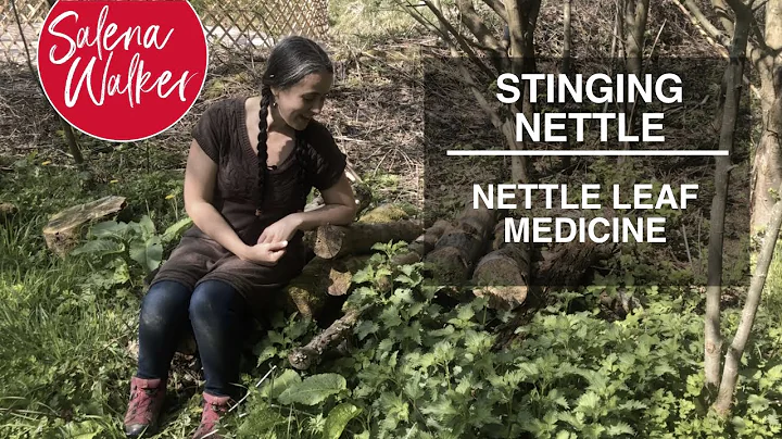 Stinging Nettle - Nettle Leaf Medicine