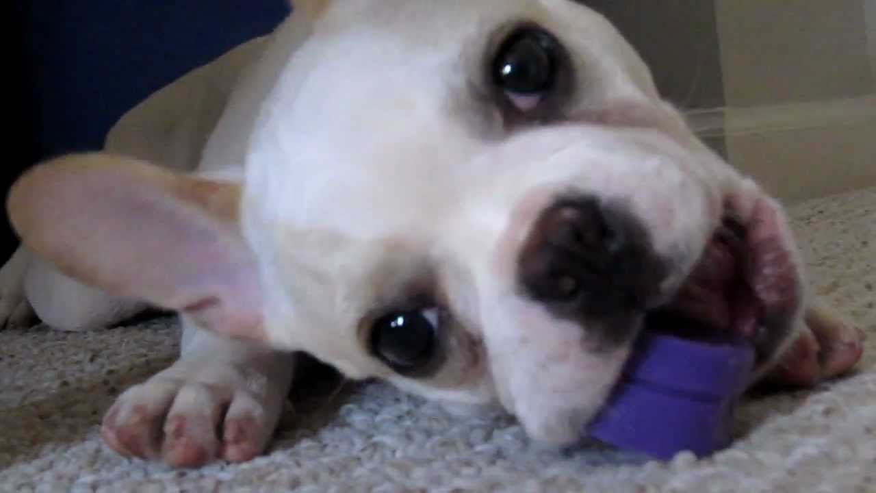 Mackey French Bulldog chews on giant cap YouTube