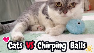 Cats VS Chirping Catnip Balls | Mypawsntails