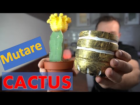 Video: Cât De Ușor Este Să Transplantezi Un Cactus?