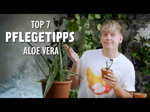 Video: Wachstumsbedingungen für Aloen – Wie man Aloe-Pflanzen im Garten anbaut