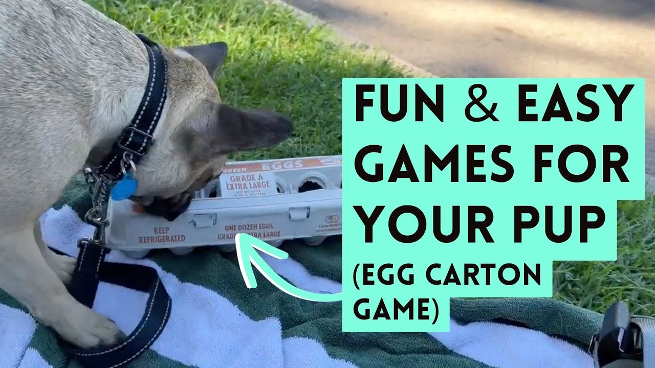 Fun & Easy Enrichment Games for Your Pup (The Egg Carton Game) YouTube