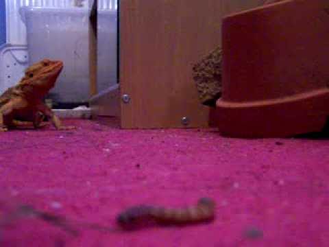 camera iphone 8 plus apk Bearded dragon