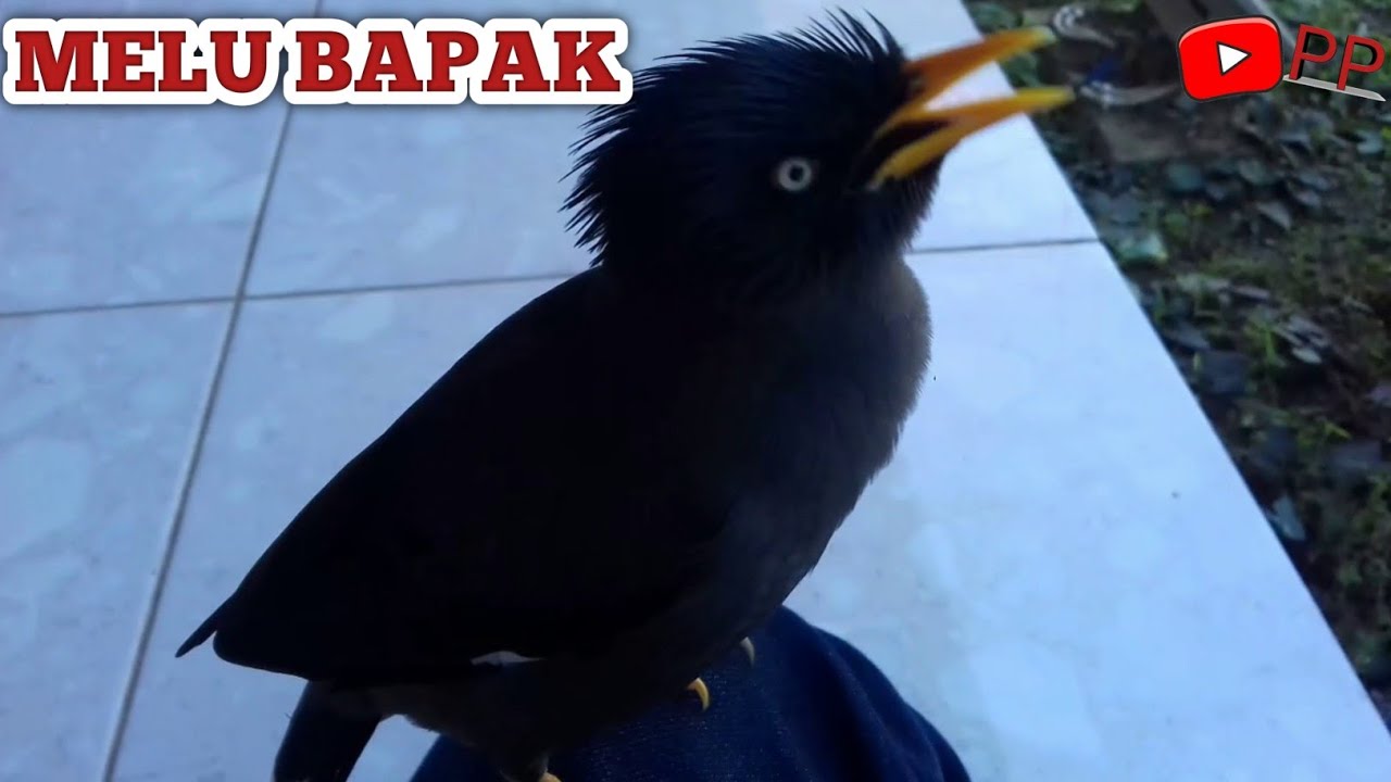 film pendek lucu - burung jalak kebo bisa ngomong melu  