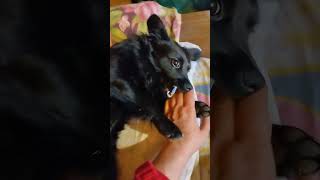 Нападение дикого хищника на человека🐕‍🦺🤣