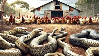 Австралийцы Столкнулись Нашествием Миллионов Змей