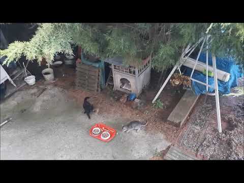 Chatons Et Poulet Lundi 29 9 25