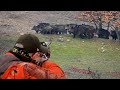 Domuz Avı Muhteşem Sürü Wildboar Hunting