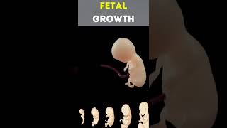 Fetal Growth #Embryonic #Development #growth #foryourpage #Shorts #medicalworld161