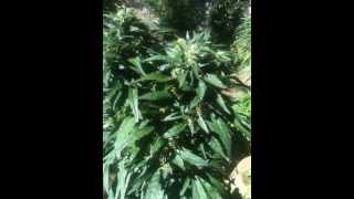 august 25 bc bud flowers
